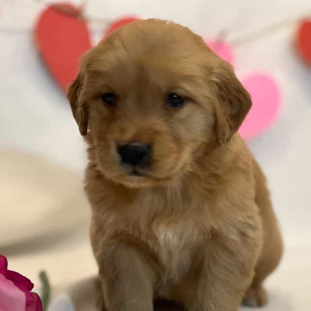 Brielle - Golden Retriever Female