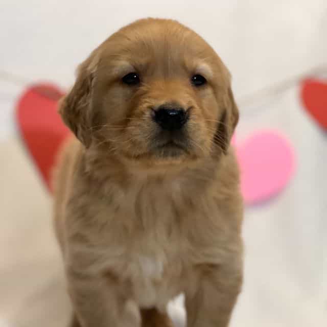 Benedict - Golden Retriever Male