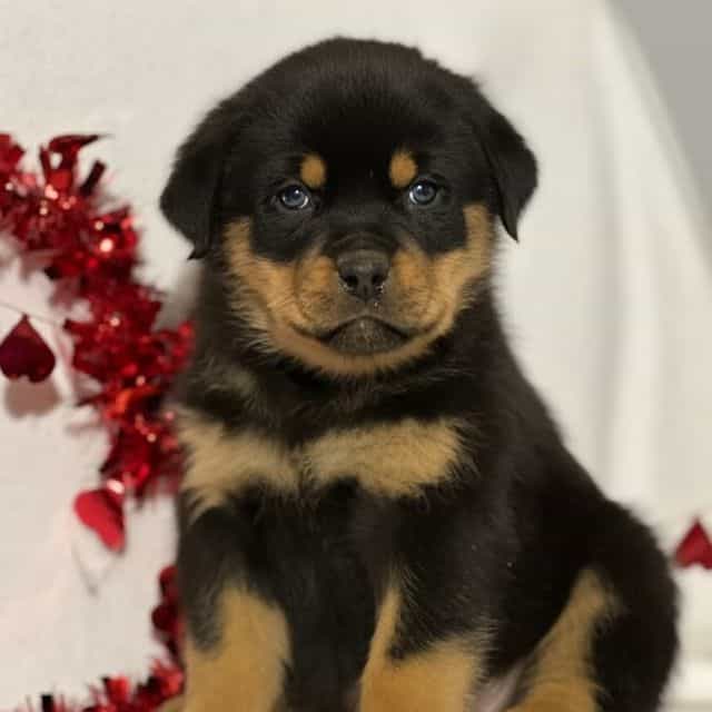 Johnny - Rottweiler Male