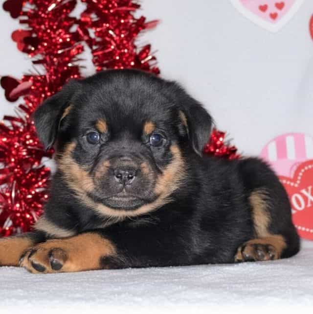 Jasper - Rottweiler Male