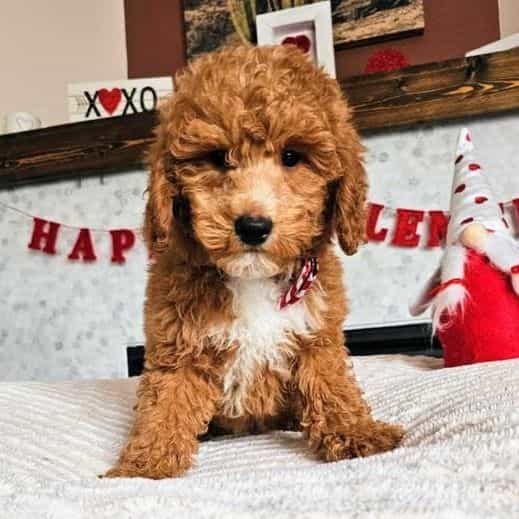 Arrow - Goldendoodle Male