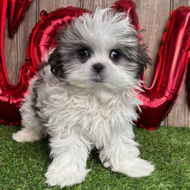 Velvet - Mal-Shih Female