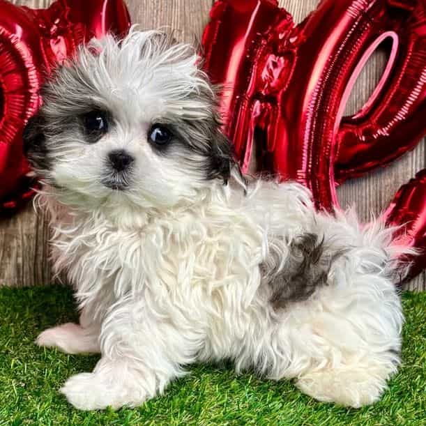 Velvet - Mal-Shih Female