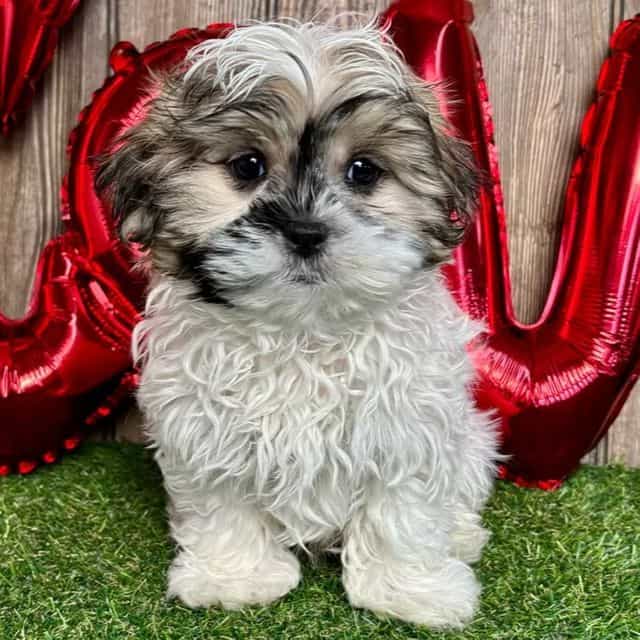 Vinnie - Mal-Shih Male