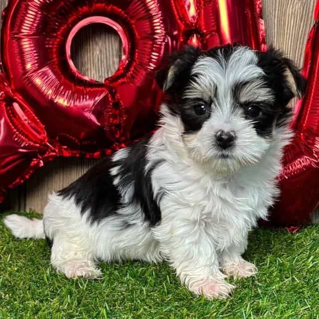 Weston - Morkie Male