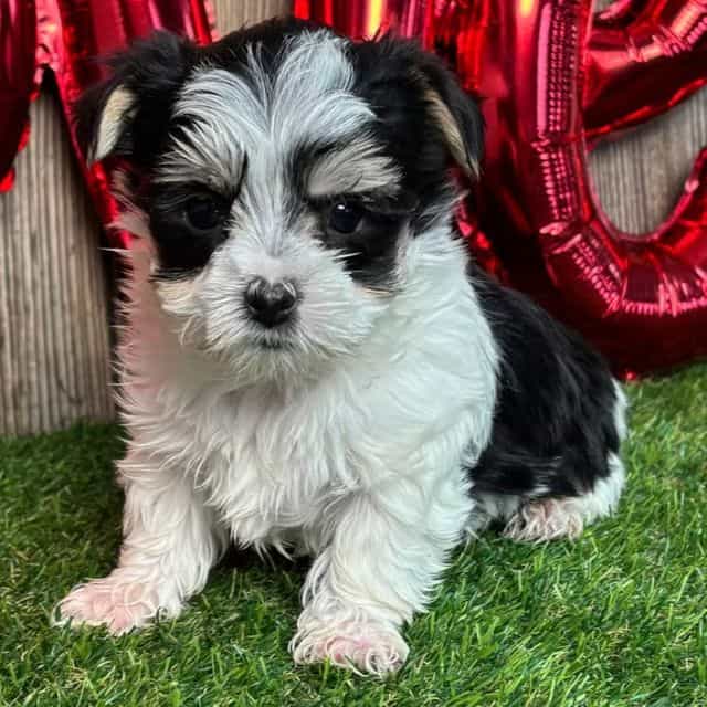 Weston - Morkie Male
