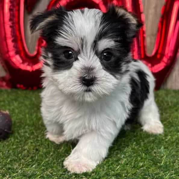 Walker - Morkie Male