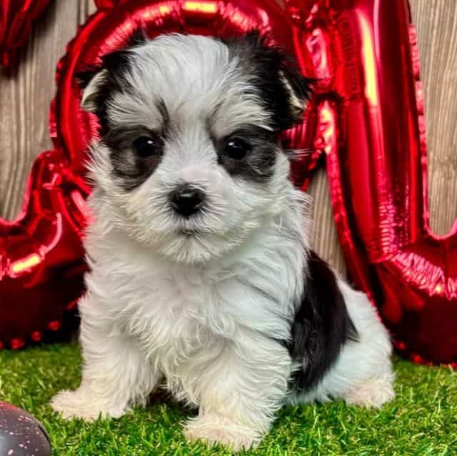 Waylon - Morkie Male