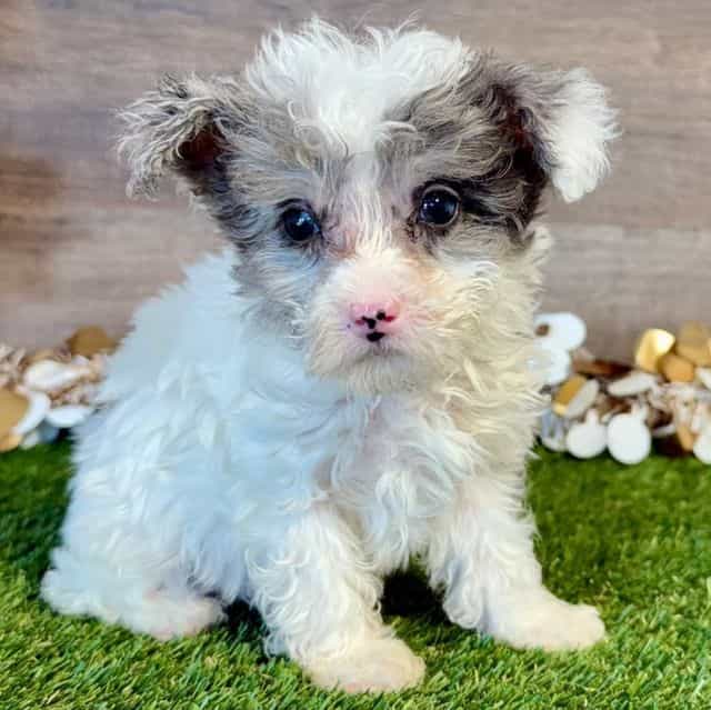 Pippen - Yorkipoo Male
