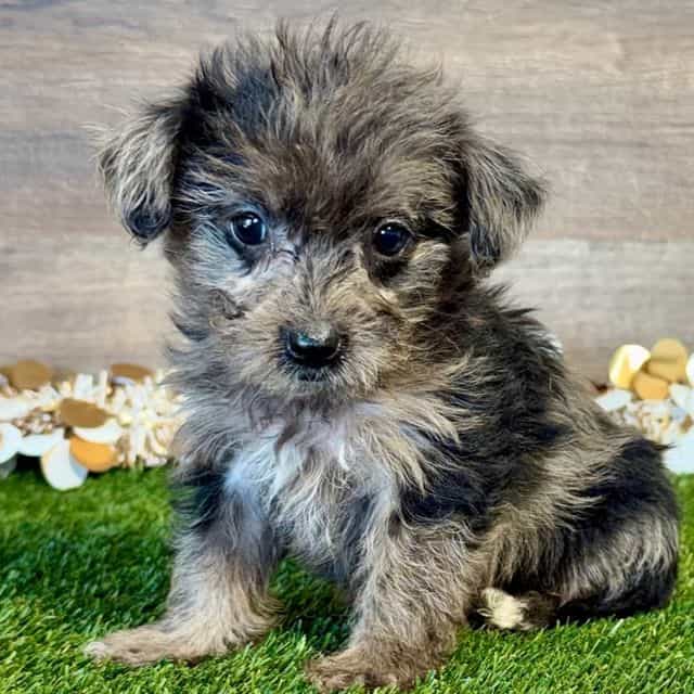Paisley - Yorkipoo Female