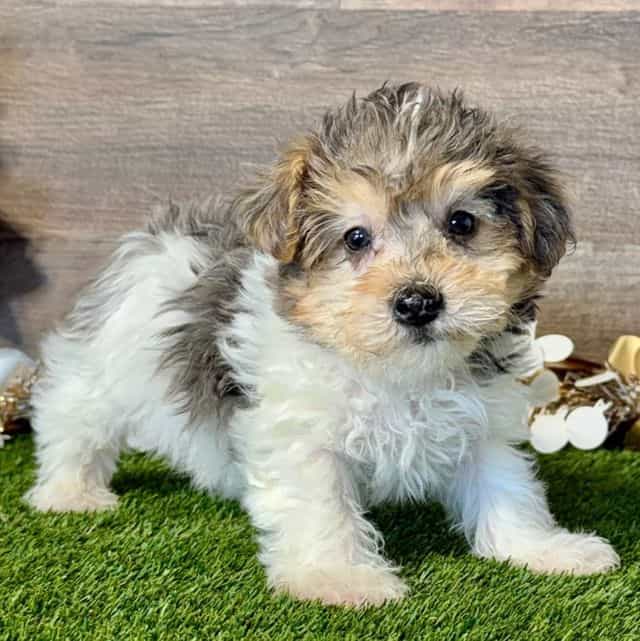 Parker - Yorkipoo Male