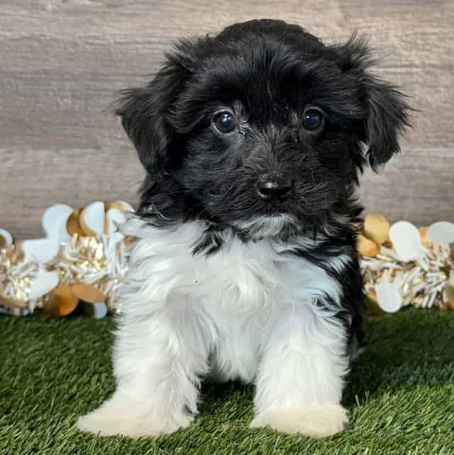 Pike - Yorkipoo Male