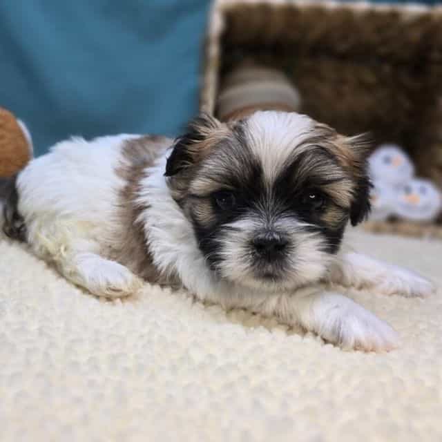 Monty - Pekingese Male