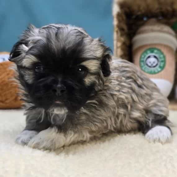 Elodie - Pekingese Female