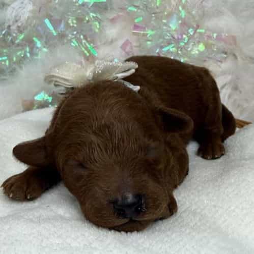 Brinley White B - Goldendoodle Male