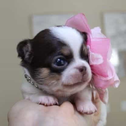 Barocco - Chihuahua Female