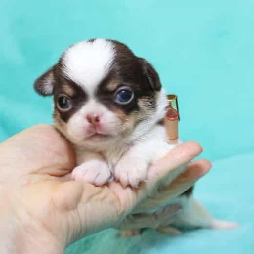 Fluke - Chihuahua Male