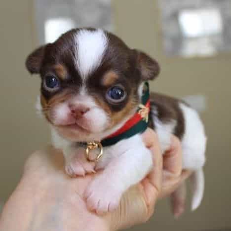 Rocky - Chihuahua Male