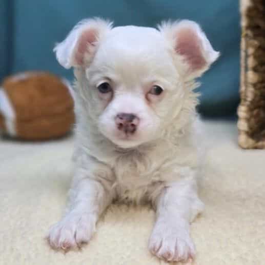 Arlo - Chihuahua Male