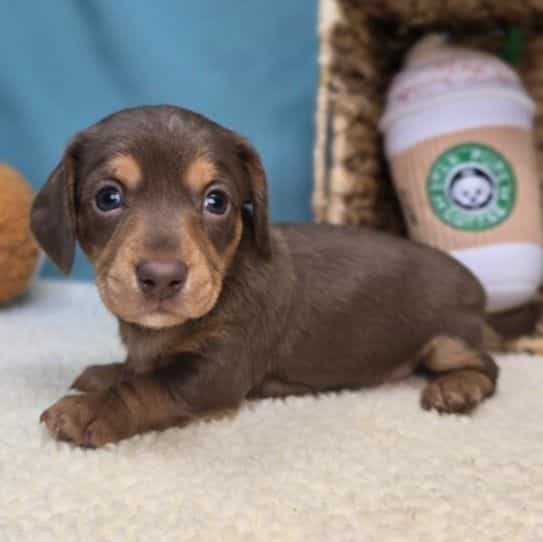 Sienna - Dachshund Female
