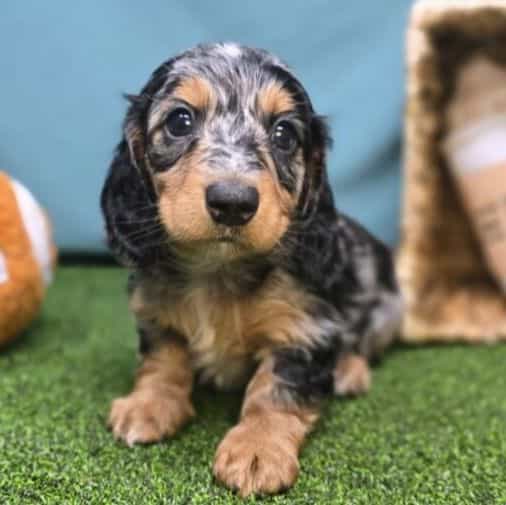 Maverick - Dachshund Male
