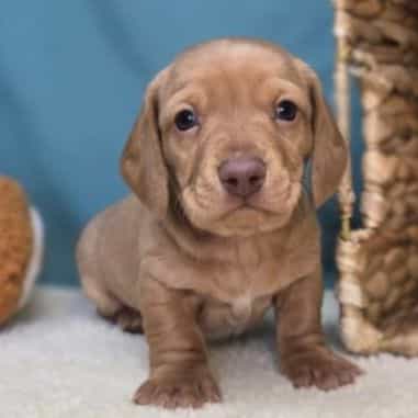 Winston - Dachshund Male