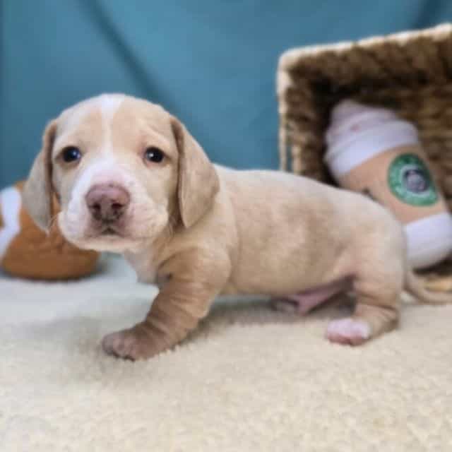 Ash - Dachshund Male