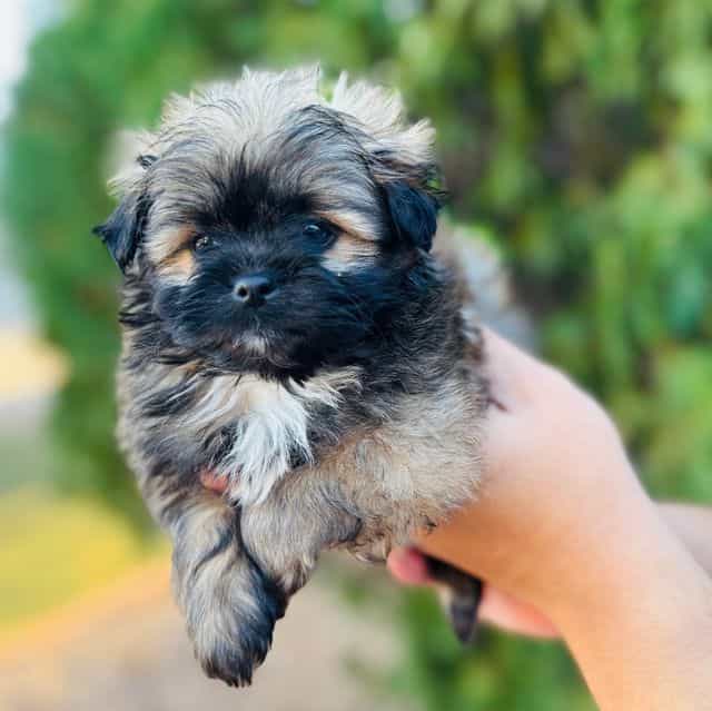 Toby - Shiranian Male