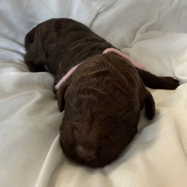 Elle - Labradoodle Female