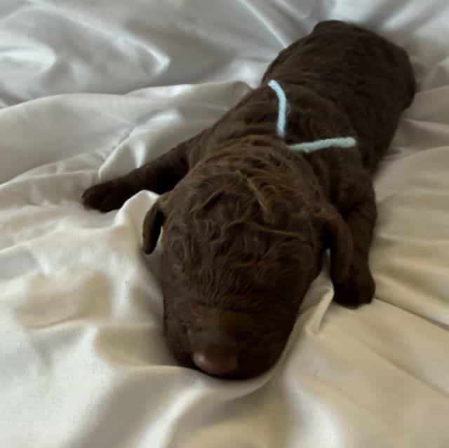 Hershey - Labradoodle Male