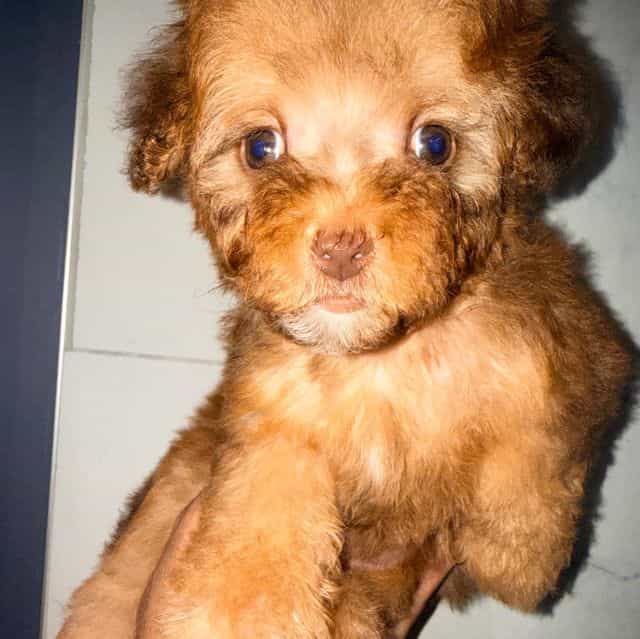 Chewbacca - Toy Poodle Male