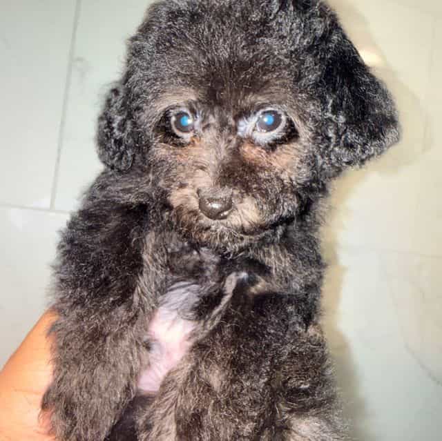 Bud - Toy Poodle Male