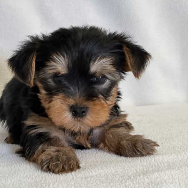 Nelly - Yorkshire Terrier Female