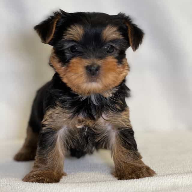 Nick - Yorkshire Terrier Male