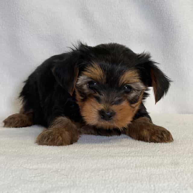 Ner - Yorkshire Terrier Male
