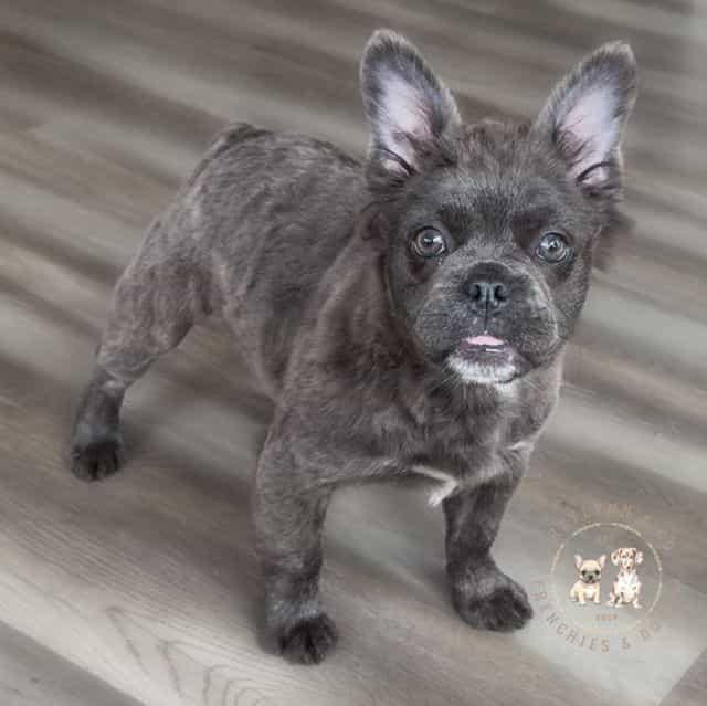 Dancer - French Bulldog Female