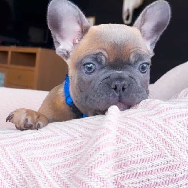 Biscotti - French Bulldog Male