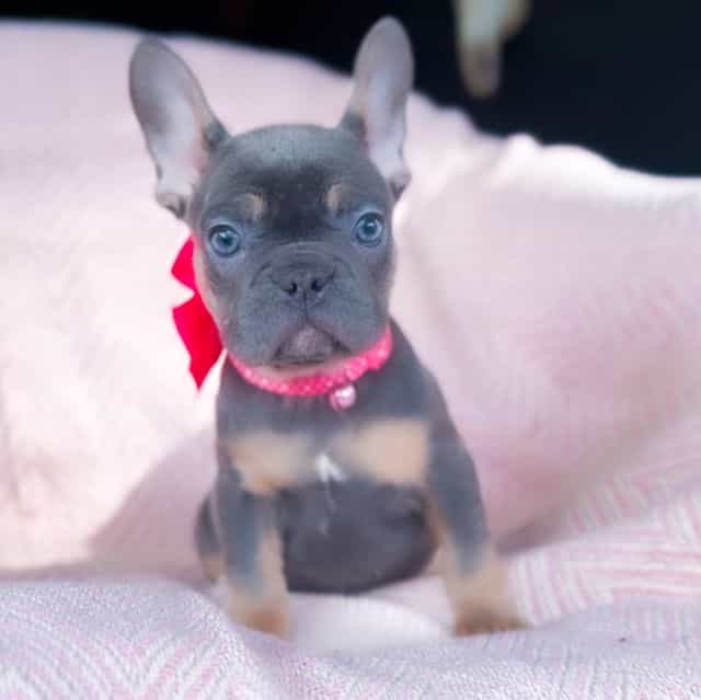 Macaroon - French Bulldog Female