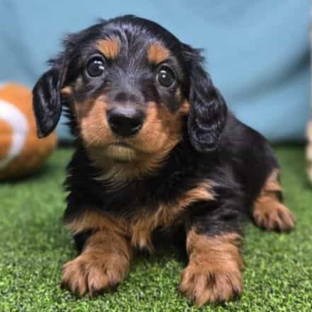Leah - Dachshund Female
