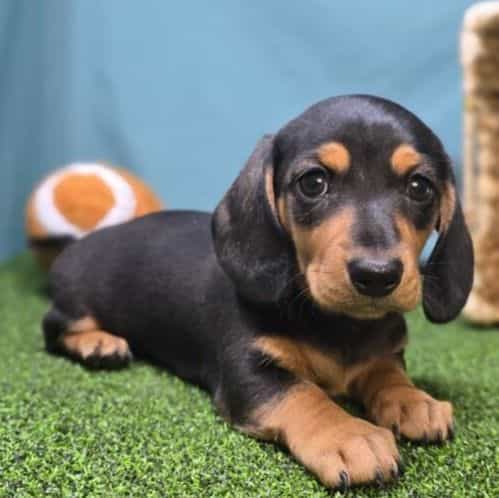 Emmy - Dachshund Female