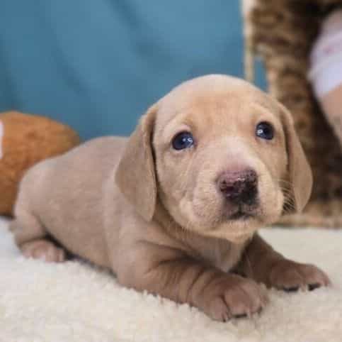 Buttercup - Dachshund Female