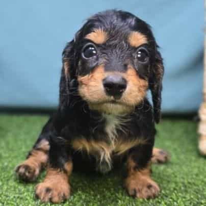 Mason - Dachshund Male