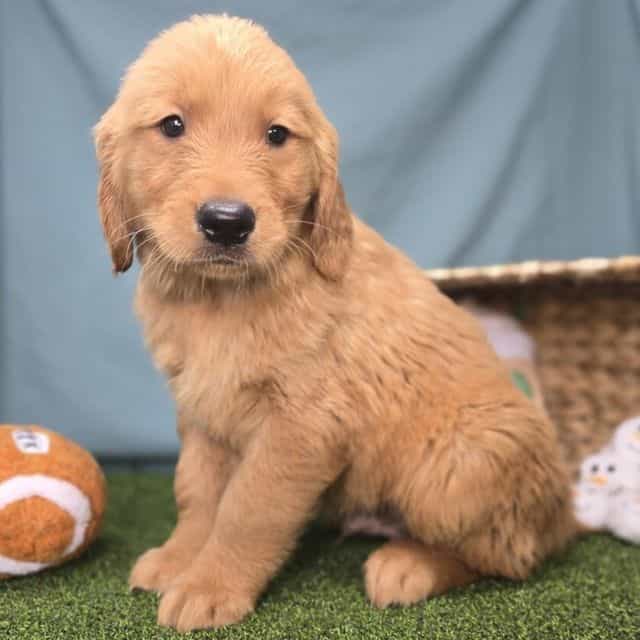 Eli - Golden Retriever Male
