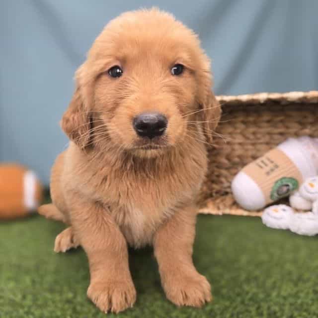 Milo - Golden Retriever Male