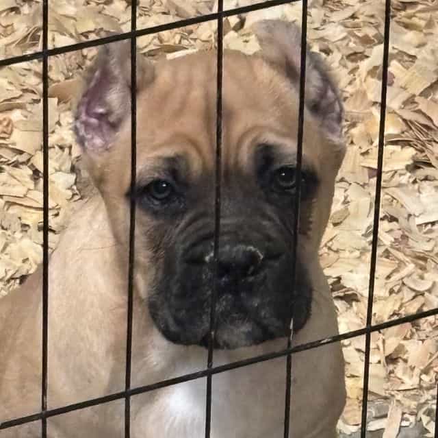 Scarlett - Cane Corso Female