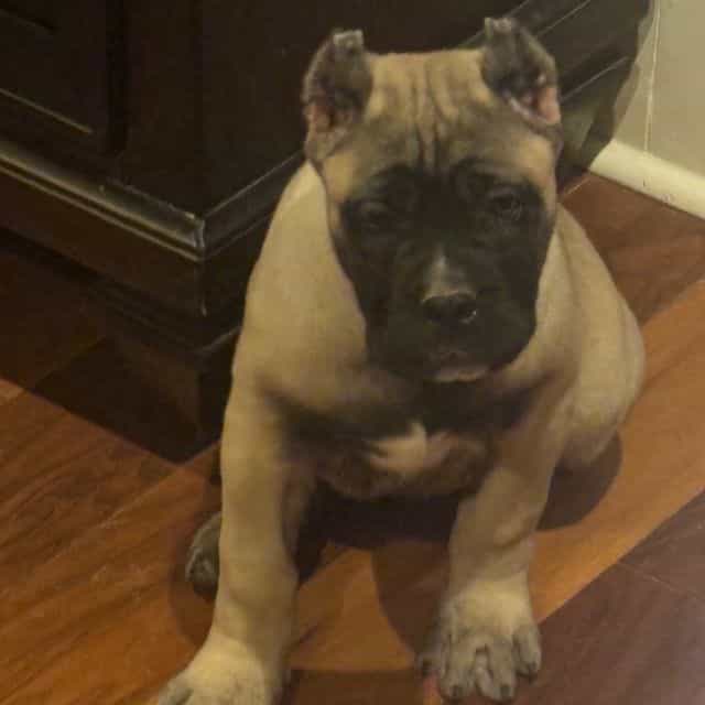 Sasha - Cane Corso Female