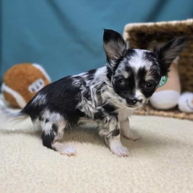 Hallie - Chihuahua Female