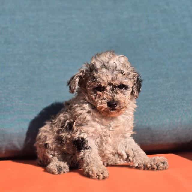 Heidi - Toy Poodle Female