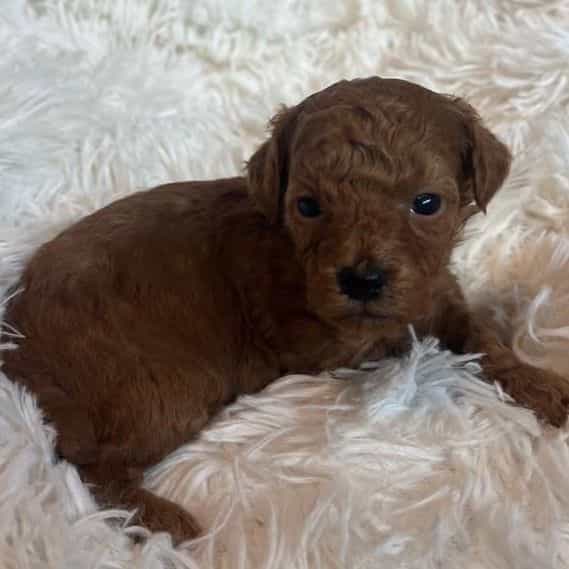 Cinnamon  - Toy Poodle Female