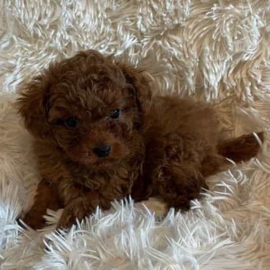 Tiny Tote  - Toy Poodle Male